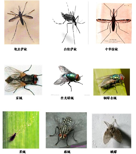 常见害虫识别图片
