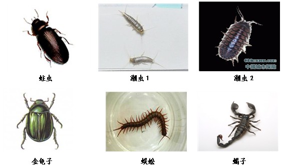 常见害虫识别图片